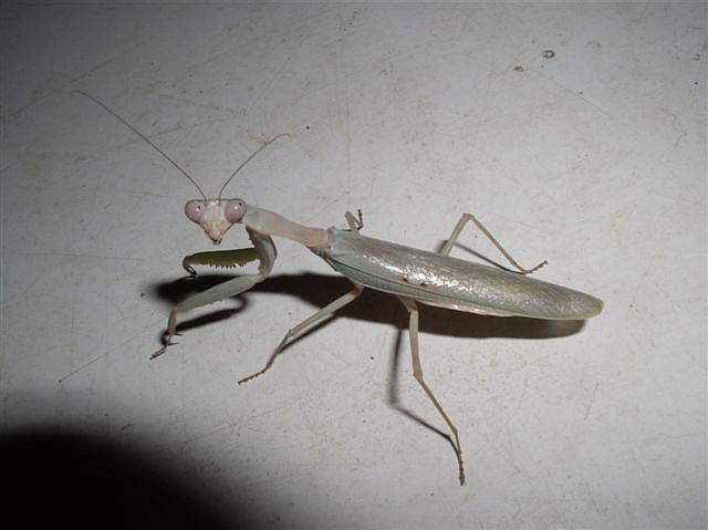 Hierodula sp.Filipny