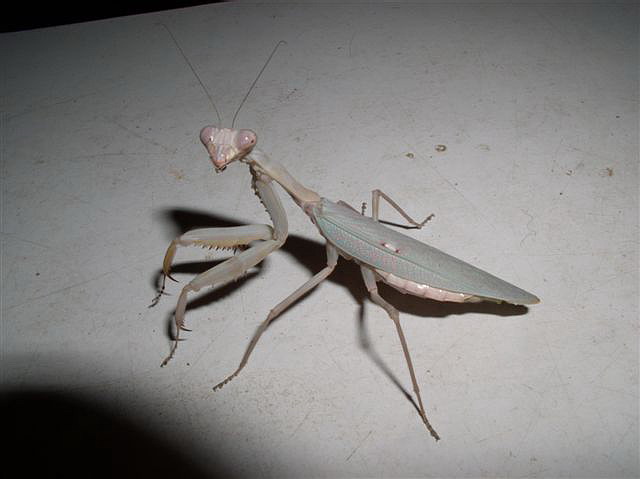 Hierodula sp.-Filipny