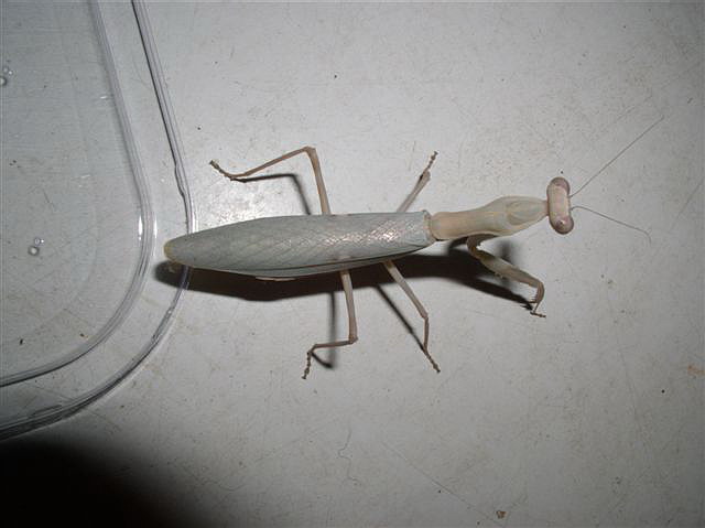 Hierodula sp.Filipny