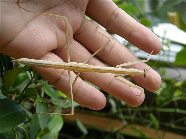 Tenodera sp.(Guinea-Bissau)