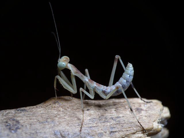 Sphodromantis sp.(Egypt)