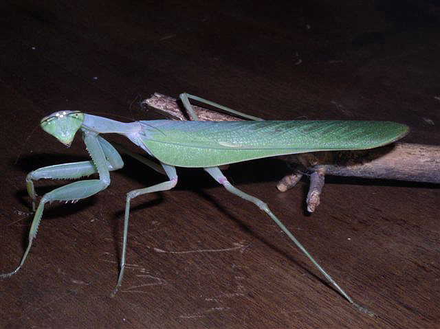 Sphodromantis lineola