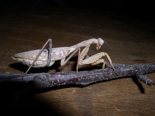 Sphodromantis sp.-samice
