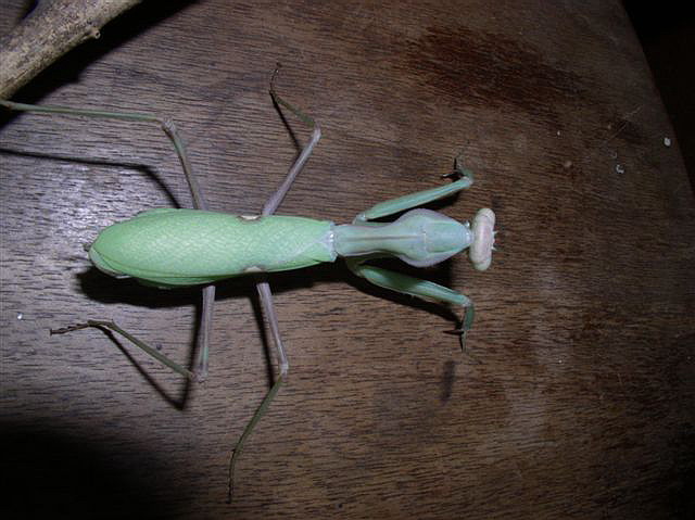 Sphodromantis sp.(Tunis)