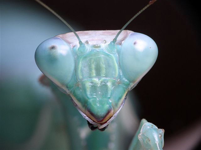 Sphodromantis sp.(Tunis)