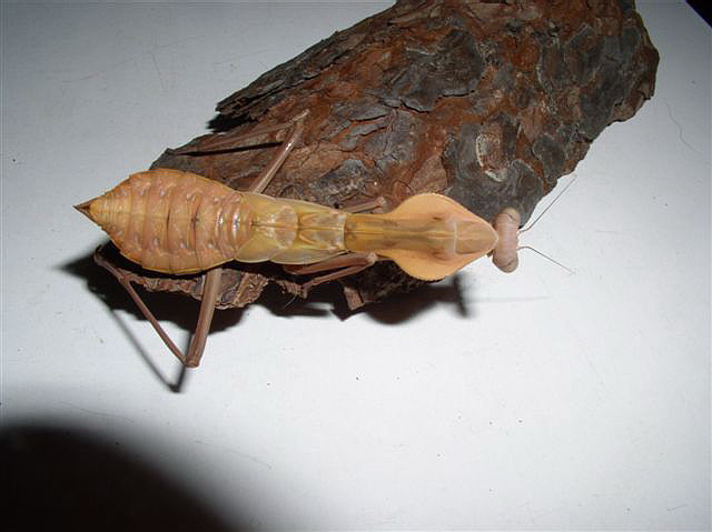 Tamolanica tamolana