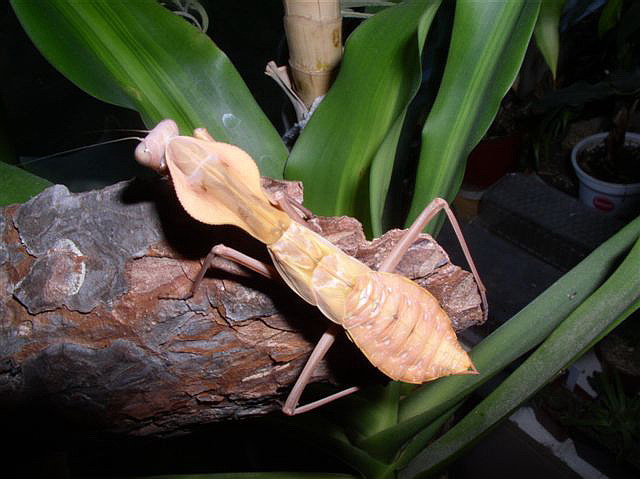 tamolanica tamolana