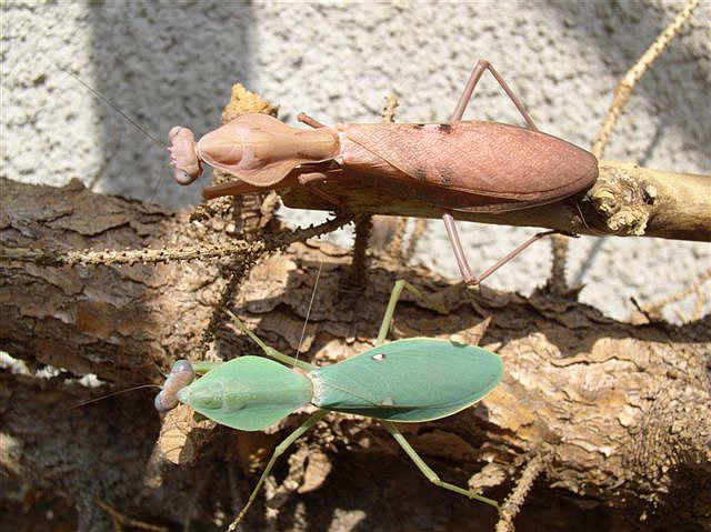 Rhombodera sp.(Thajsko) + tamolanica tamolana