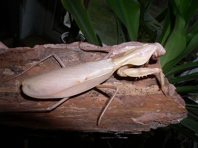 Tamolanica tamolana