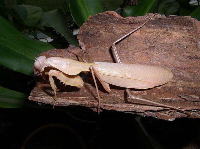 Tamolanica tamolana
