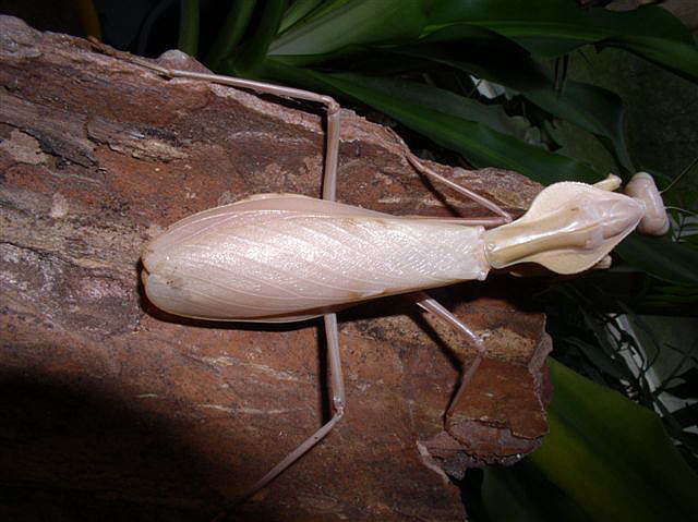 Tamolanica tamolana