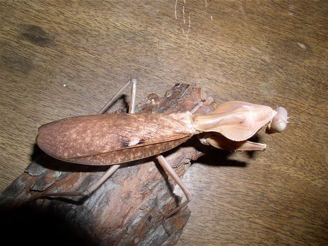 Tamolanica tamolana