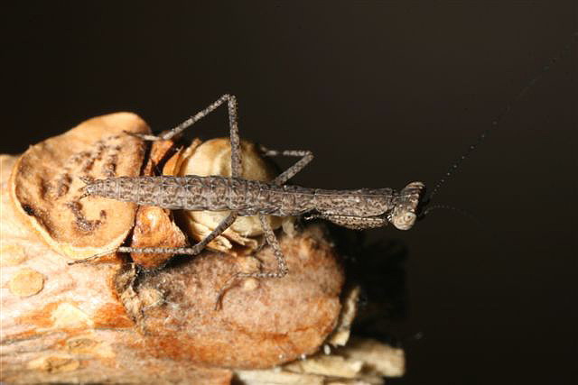 Tarachodes sp.(Gambie)