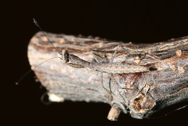 Tarachodes sp.(Gambie)