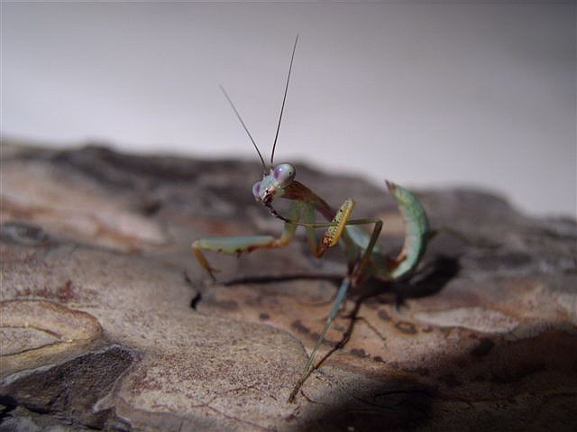 Tarachomantis alaotrana