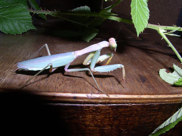 Tarachomantis alaotrana