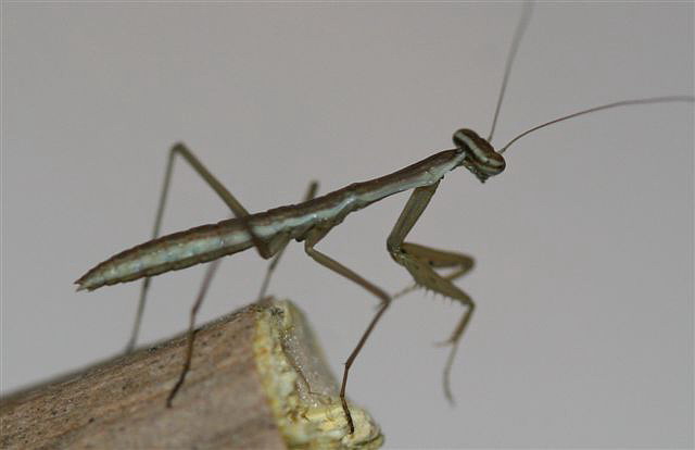 Tenodera sp.(na)