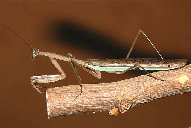 Tenodera sp.(na)