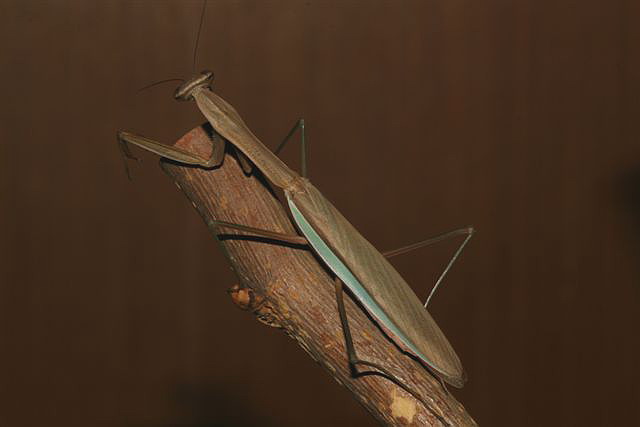 Tenodera sp.(na)