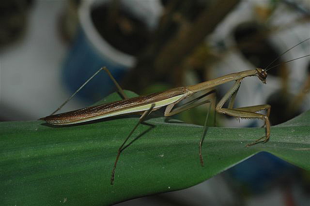 Tenodera sp.(Thajsko)