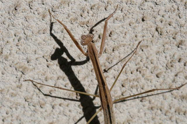 Tenodera sp.(Thajsko)
