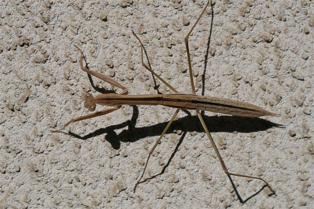 Tenodera sp.(Thajsko)