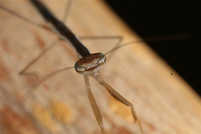 Tenodera sp.(Thajsko)