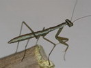 Tenodera sp.(na)
