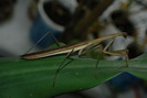 Tenodera sp.(Thajsko)