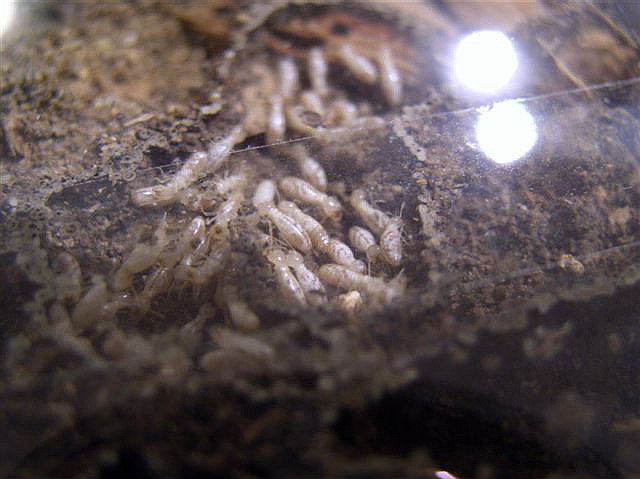 Kalotermes flavicollis