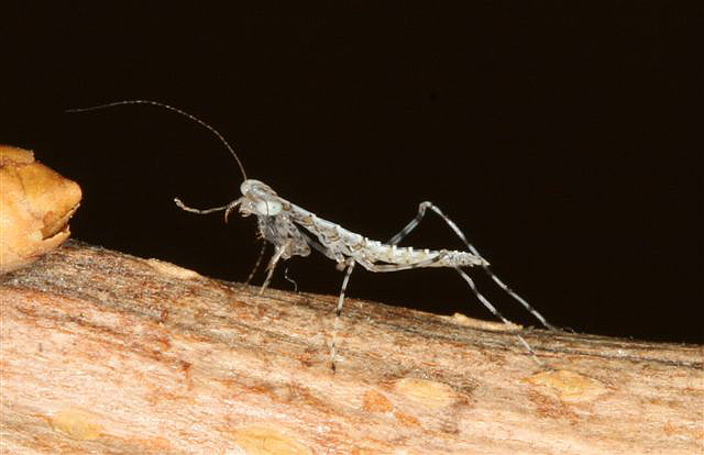 Tropidomantis tenera