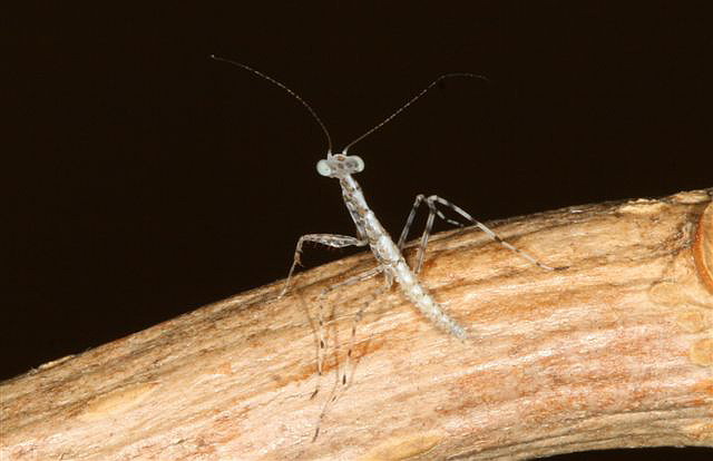 Tropidomantis tenera