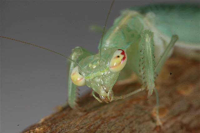 Tropidomantis tenera