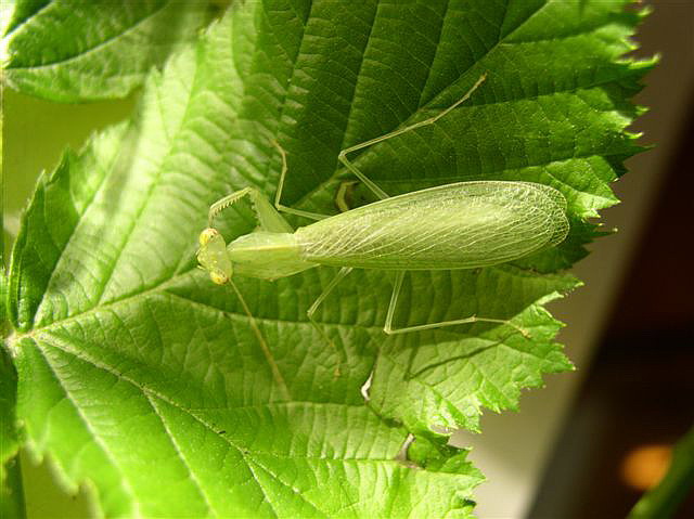 Tropidomantis tenera