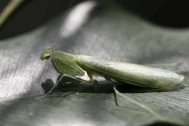 Tropidomantis tenera