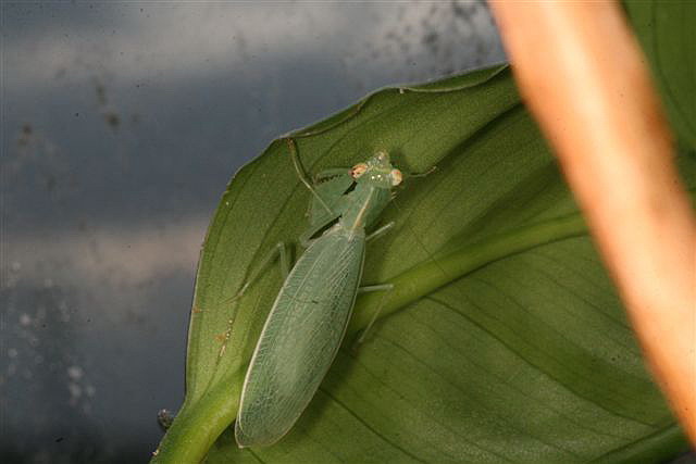 Tropidomantis tenera