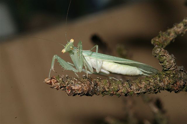 Tropidomantis tenera