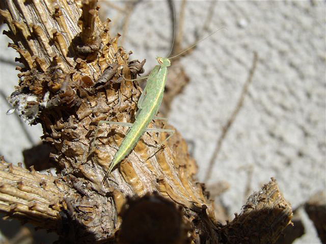 Tropidomantis tenera