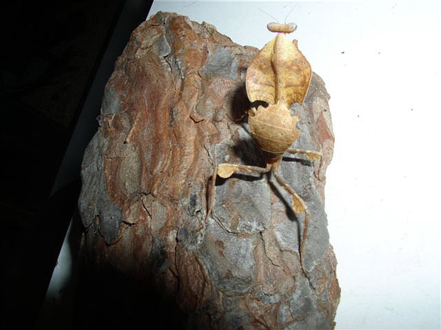 Deroplatys truncata