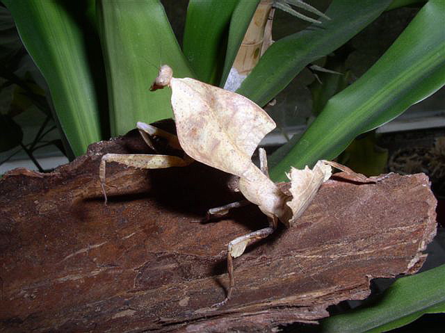 Deroplatys truncata
