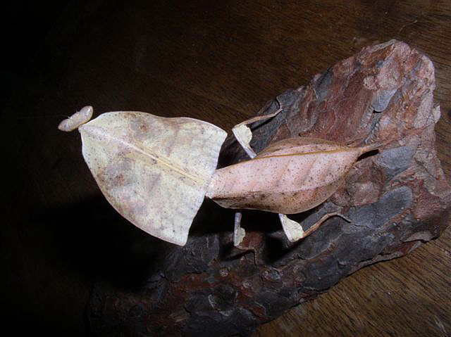 Deroplatys truncata