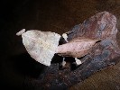 Deroplatys truncata