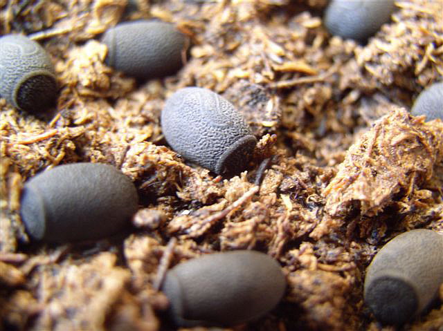 vajka-Heteropteryx dilatata