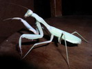 Sphodromantis viridis