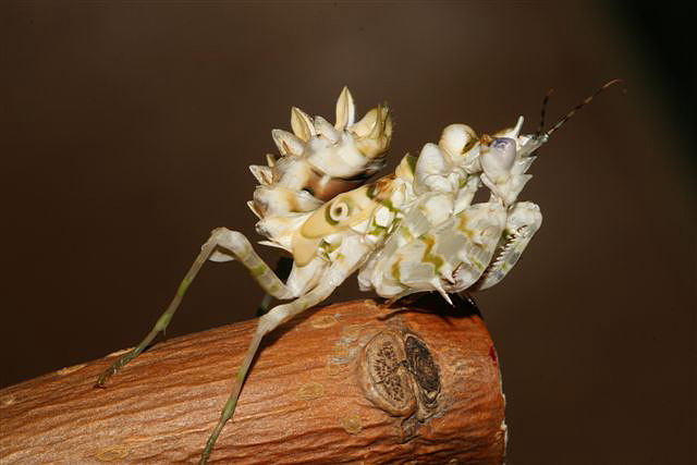 Pseudocreobotra wahlbergii