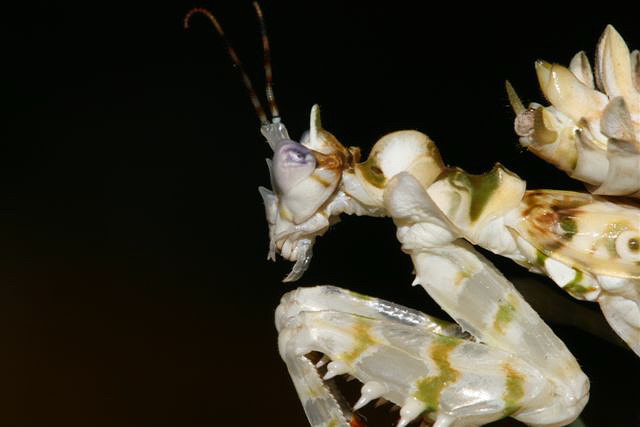 Pseudocreobotra wahlbergii