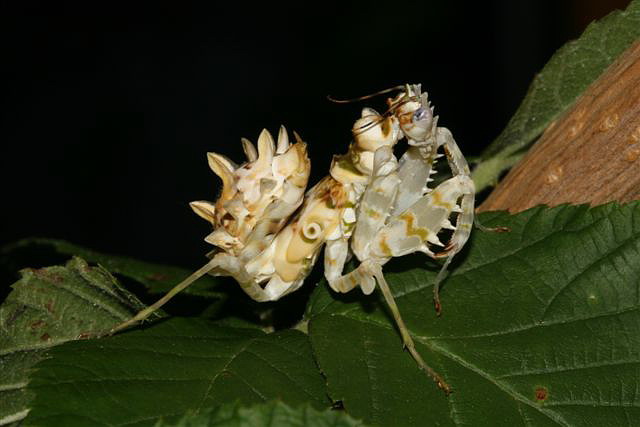 Pseudocreobotra wahlbergii