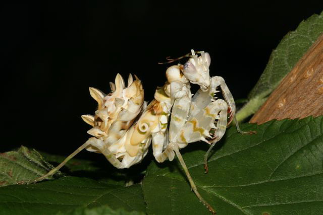 Pseudocreobotra wahlbergii