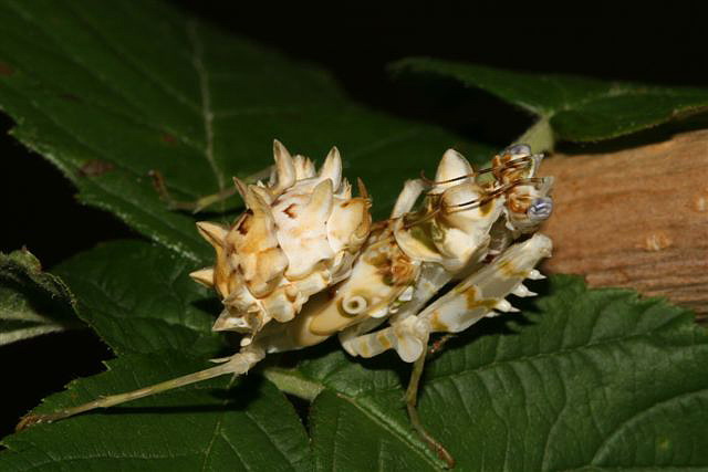 Pseudocreobotra wahlbergii