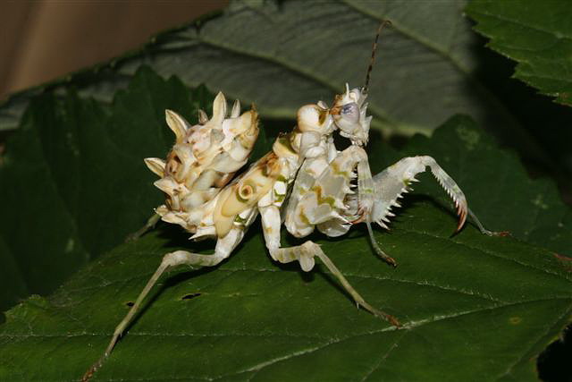 Pseudocreobotra wahlbergii